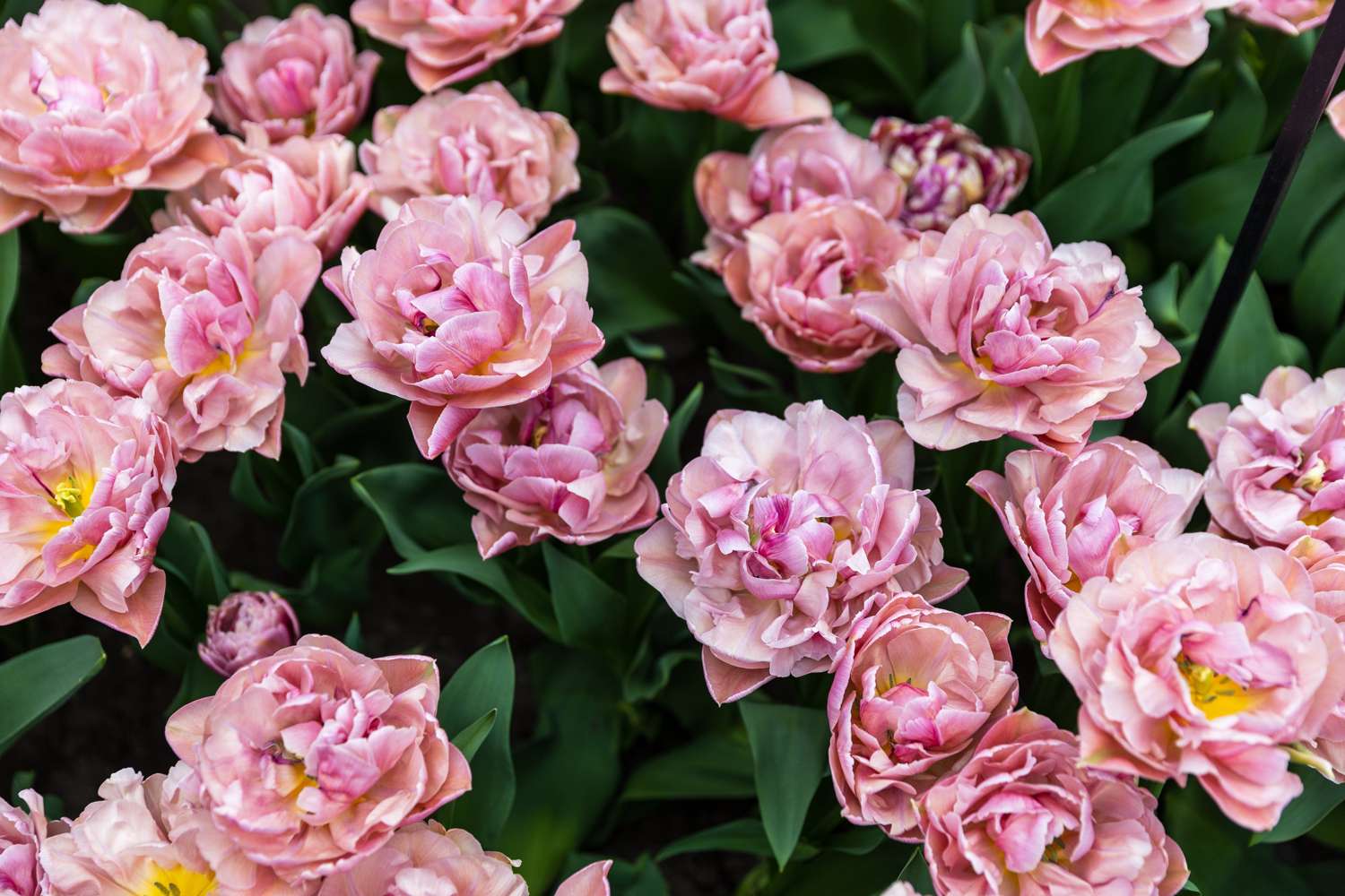 Tulpe 'Beachberry' - Tulipaner